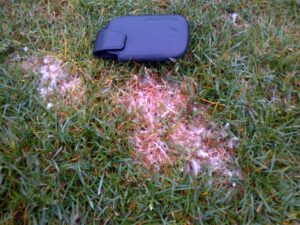 The cottony fungal growth (mycelia) of dollar spot, which is easily seen at early morning hours during wet humid weather.