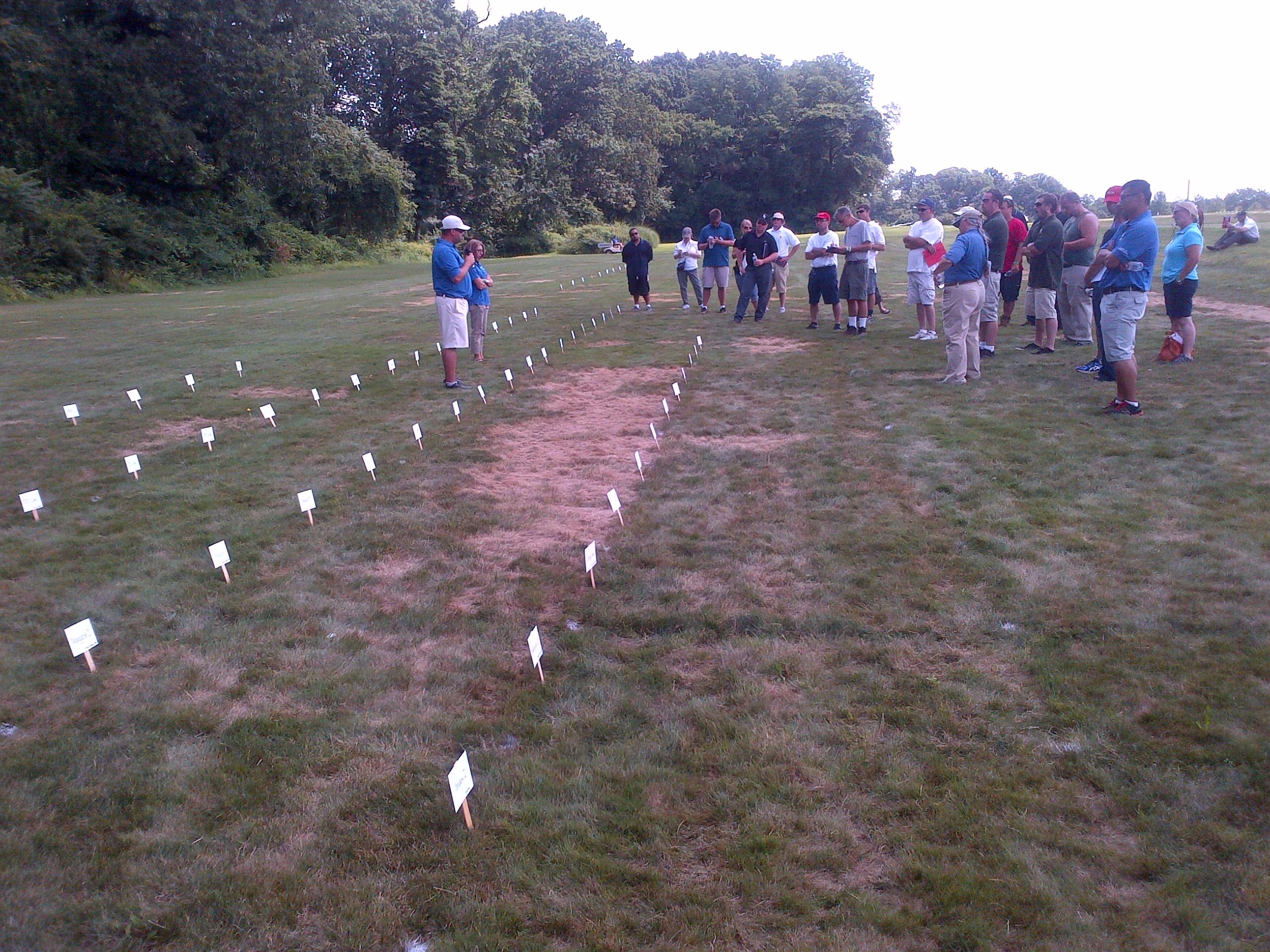 A range of hard fescue entries in an evaluation trial that were severely damaged by summer patch disease. Disease stops at the plot edge with Chewings fescue (line defined by plot signs at field day).