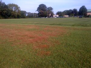 Brown vegetation in this image is crabgrass growing in a tall fescue-Kentucky bluegrass turf 7 days after treatment with quinclorac. Image taken 5 Sept. 2013.