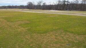 Blotchy, tan-colored plots and borders around this potassium trial are suffering from winterkill. Photo taken 15 March 2015. Healthier looking turf has received K fertilization; dying turf has not.