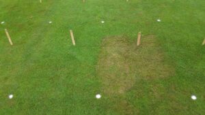 Advanced damage from brown patch disease (plot at right) on colonial bentgrass in a fungicide evaluation trial at Hort Farm No. 2 in North Brunswick NJ.