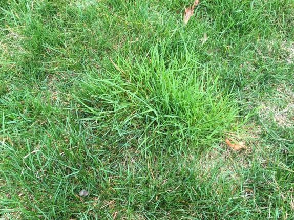 A roughstalk bluegrass plant in a lawn.